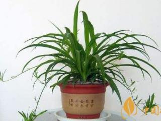 净化空气的室内植物排名 净化空气最好的植物文竹