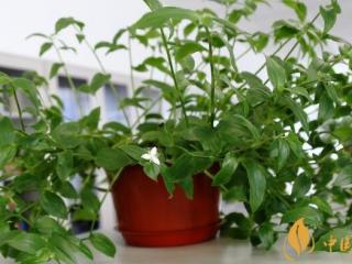 室内吸烟摆放什么植物 六种吸收尼古丁的植物