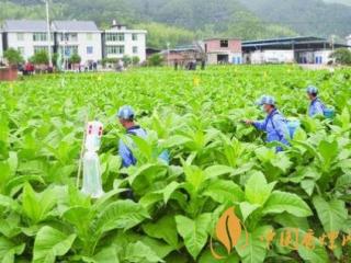 黄金叶天香细支多少钱一包 黄金叶天香细支价格及口感分析