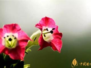 烟草花花语是什么，烟草花什么时候开花