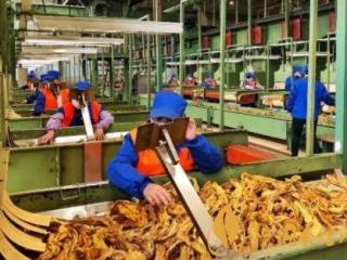 疫情对于烟草行业有哪些影响 各地烟草行业应对情况介绍