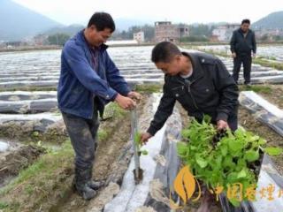 云南已经开始2020年烟草育苗工作 提高种烟效益！