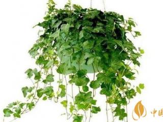 办公室吸烟怎么净化 办公室吸烟放什么植物比较合适