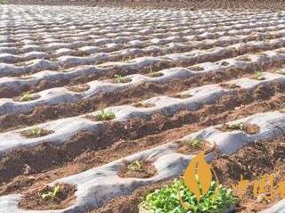 为打牢2020烟叶生产基础 江西南丰已经开始烟叶移栽工作！