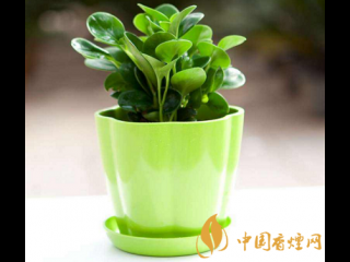 担心二手烟的危害？家里快养这几种植物！