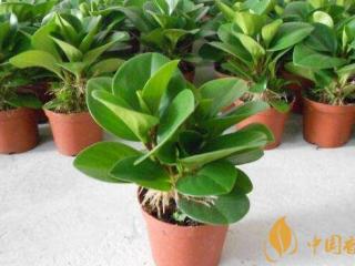 吸烟王植物的养殖方法 吸烟王植物图片