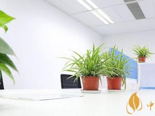 吸收二手烟植物排行榜 吸收二手烟最好的植物常青藤