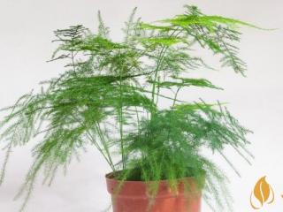 吸烟真实危害的知识科普 吸烟越早肺癌发生率越高！