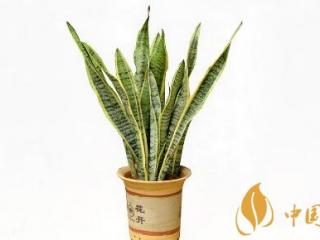 家里吸烟的烟味怎么办 怎么消除家里的烟味