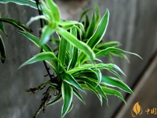 家里吸烟放什么植物 什么植物吸烟味最好（六种）