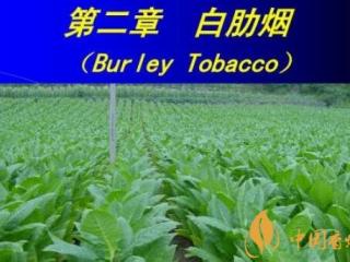 什么是白肋烟 白肋烟(晾烟)和烤烟的区别
